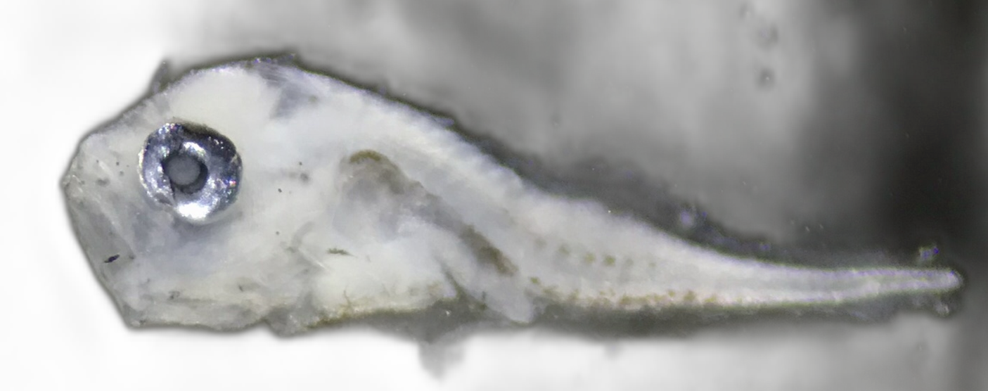 Specimen image