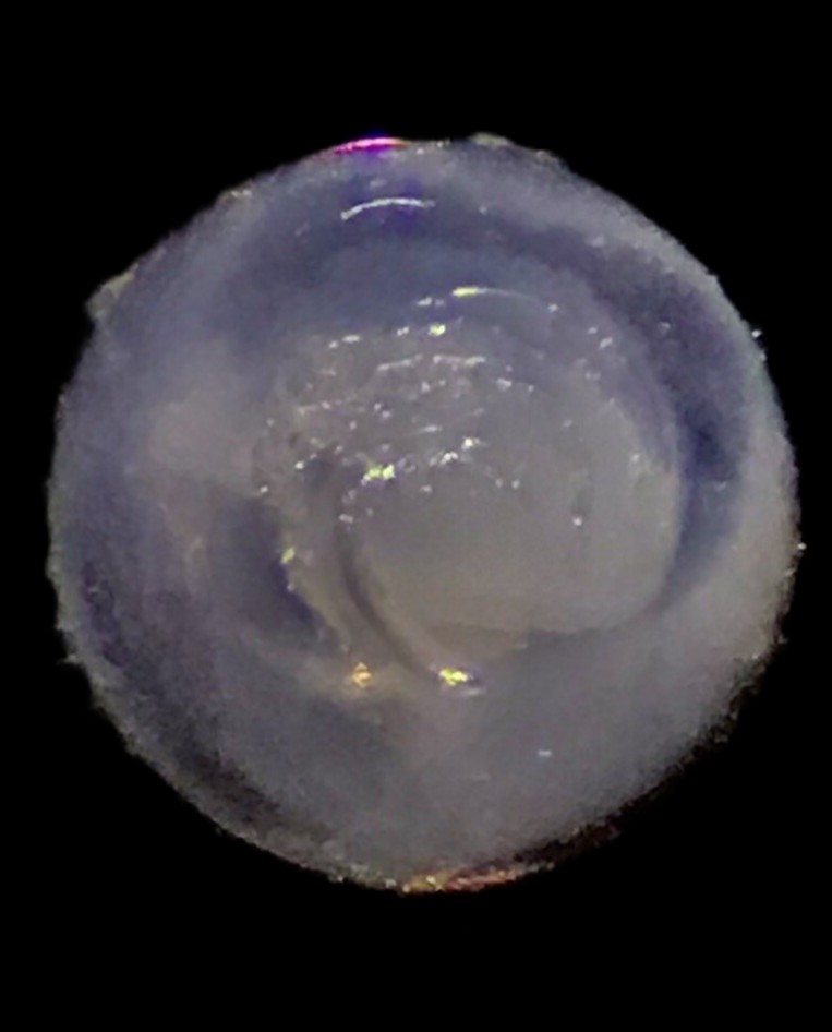 Specimen image