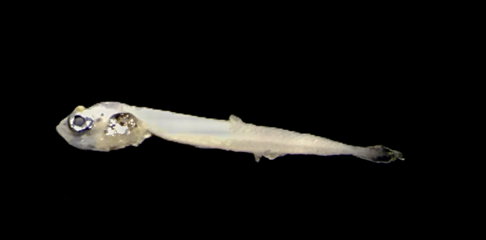 Specimen image