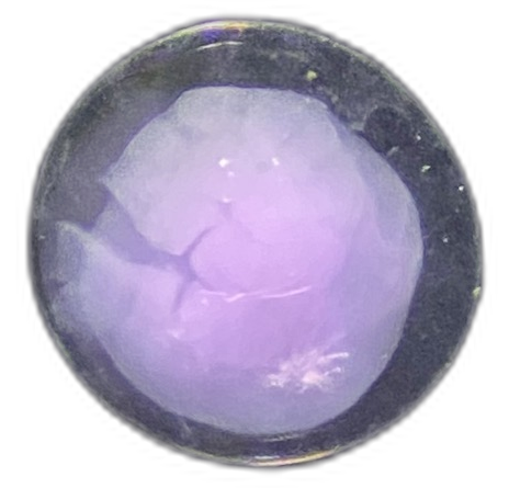 Specimen image