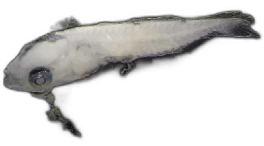 Specimen image