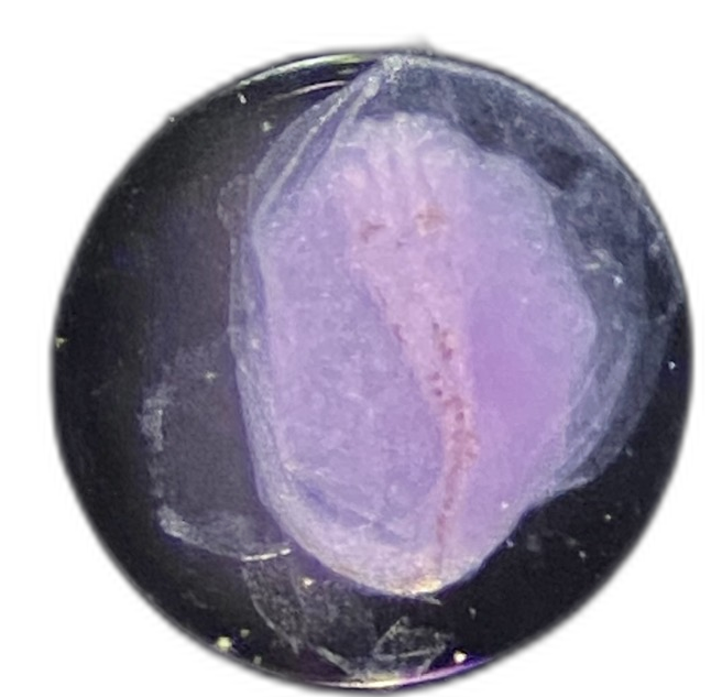 Specimen image