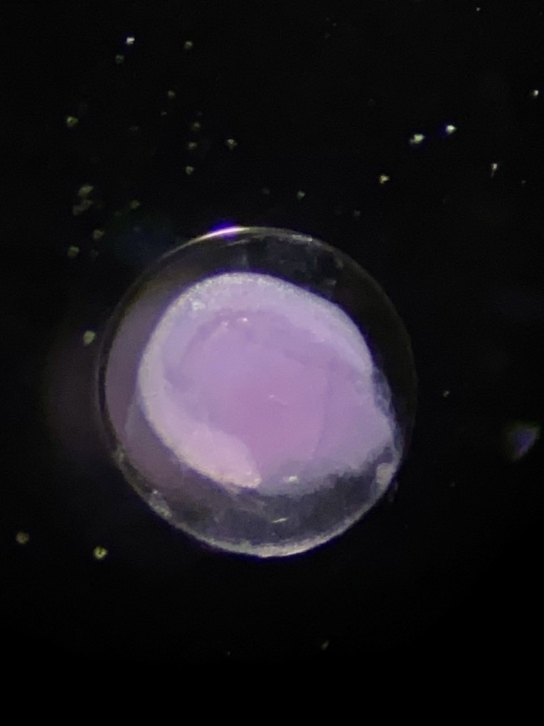 Specimen image