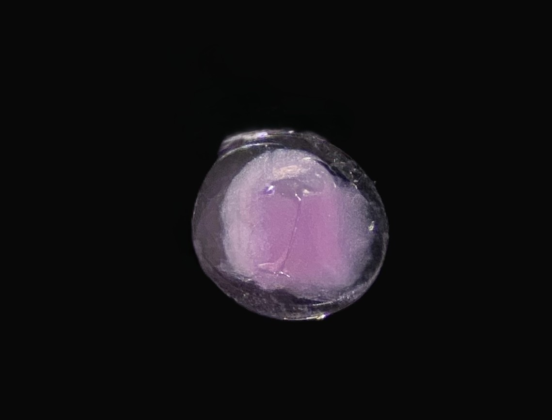 Specimen image
