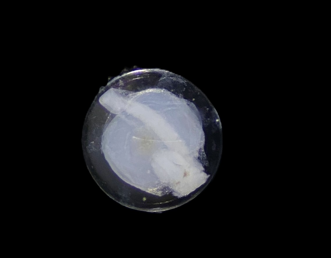 Specimen image