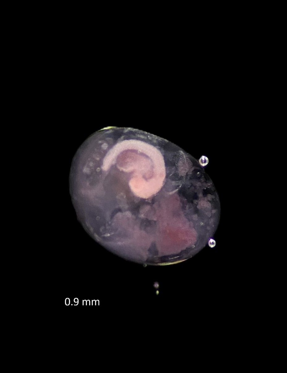 Specimen image