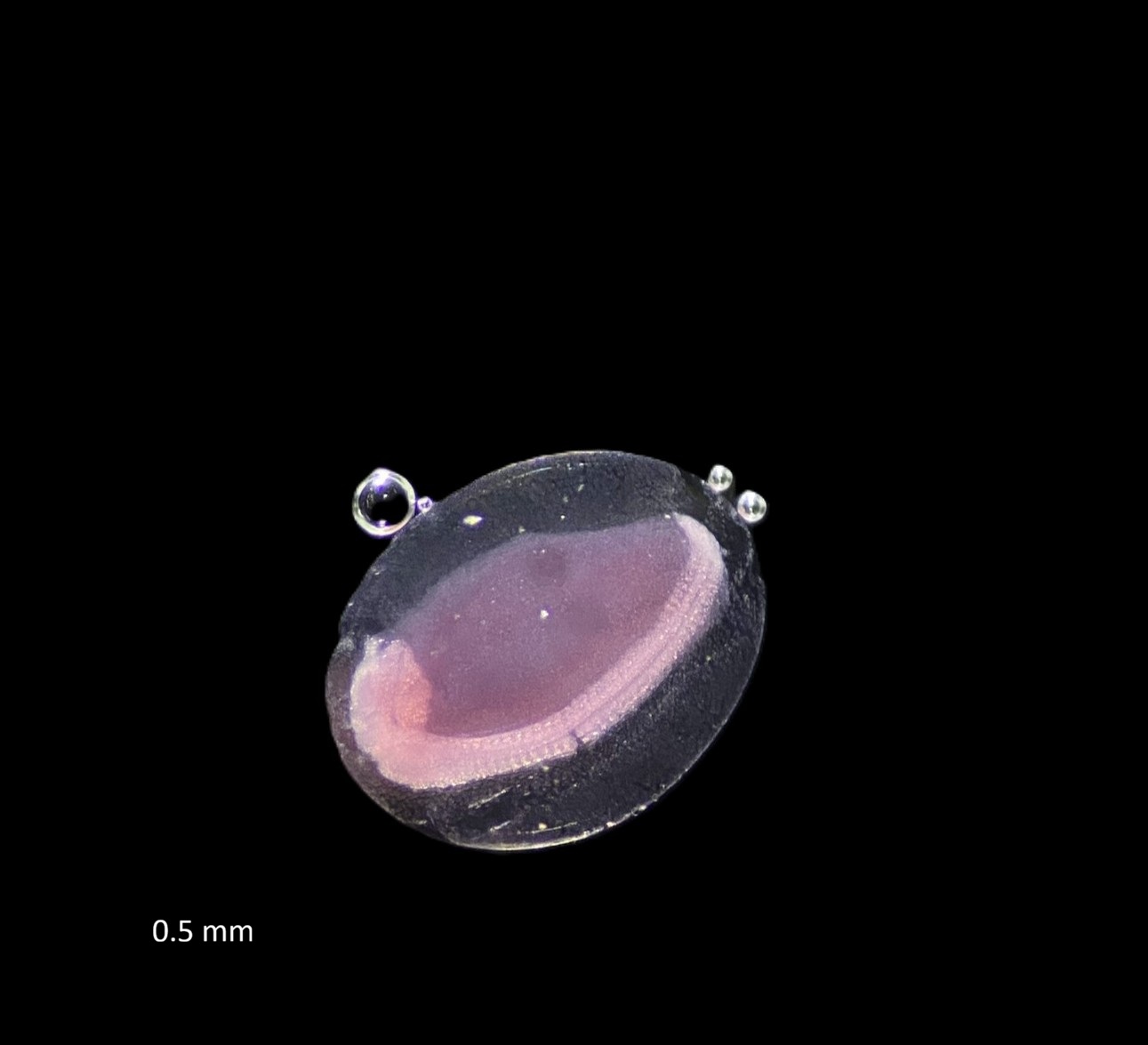 Specimen image