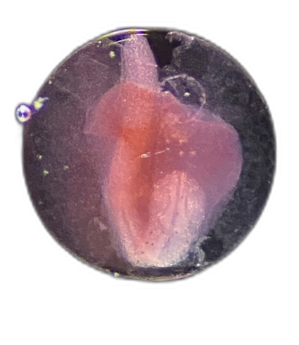 Specimen image
