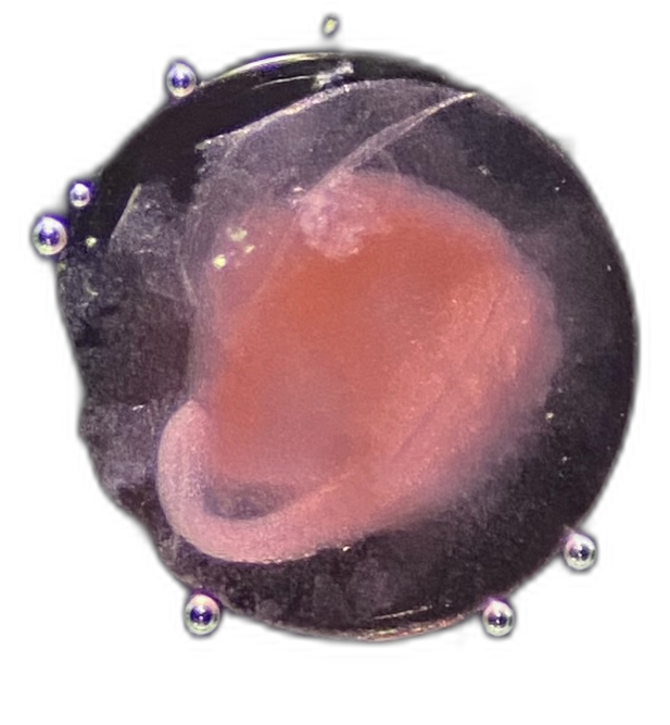 Specimen image