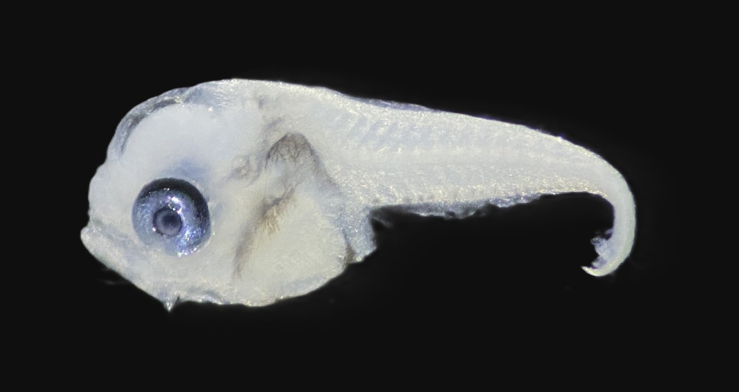 Specimen image