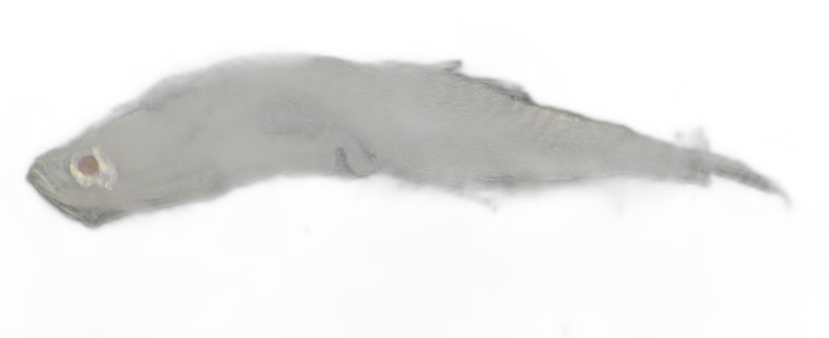 Specimen image