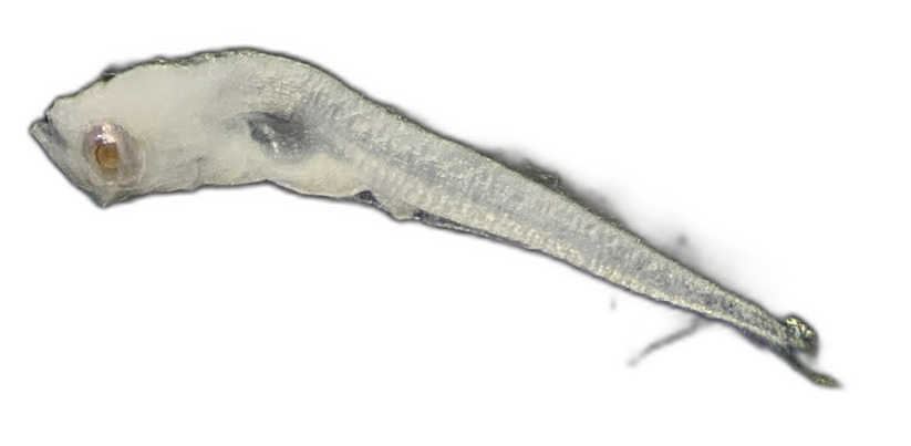 Specimen image