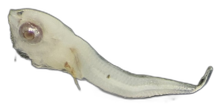 Specimen image