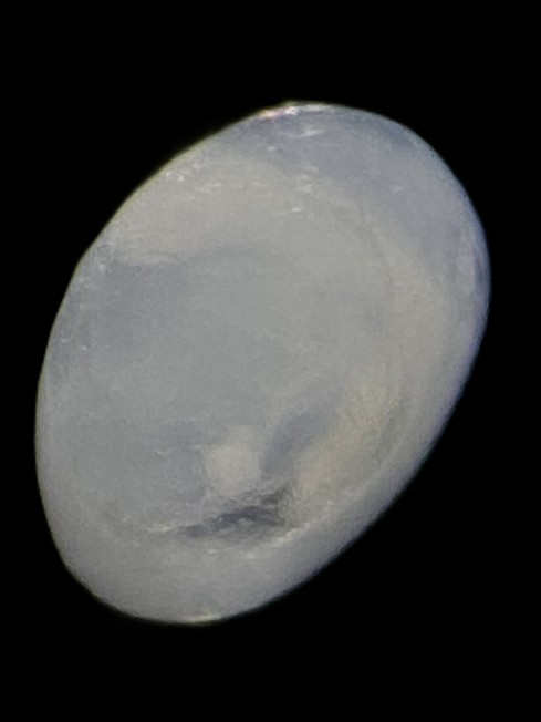 Specimen image