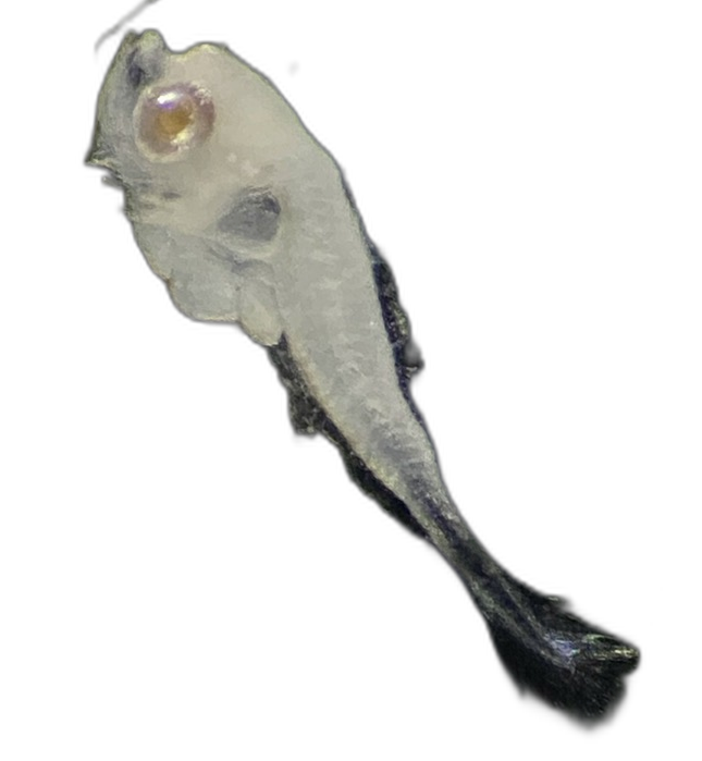 Specimen image