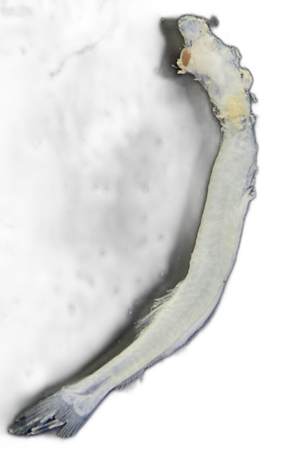 Specimen image