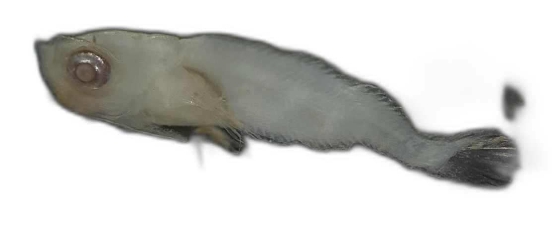 Specimen image