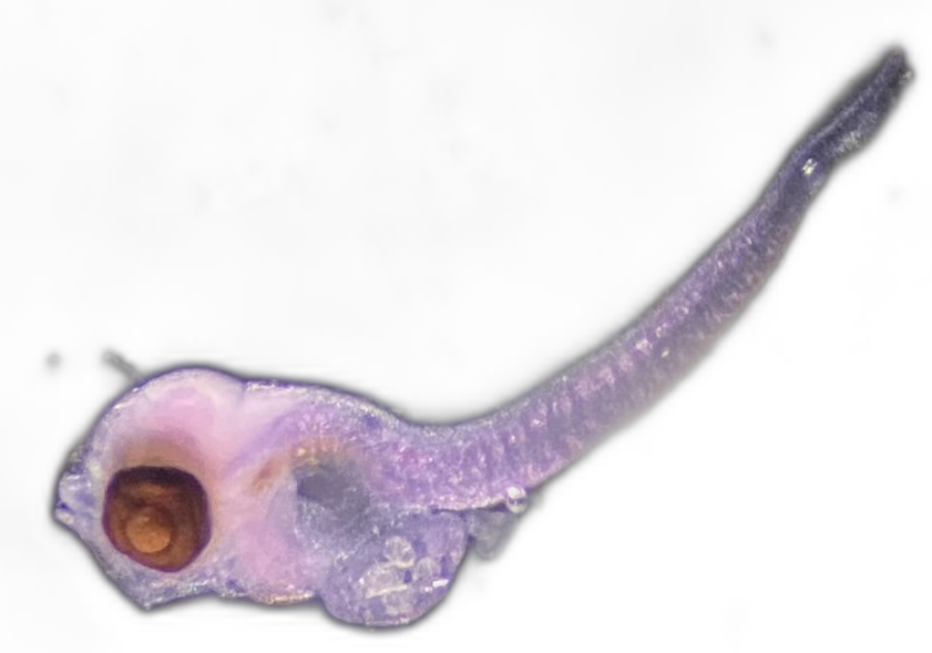 Specimen image