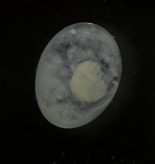 Specimen image