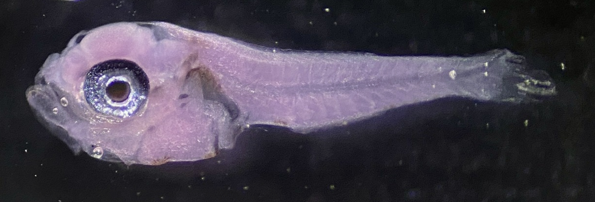 Specimen image