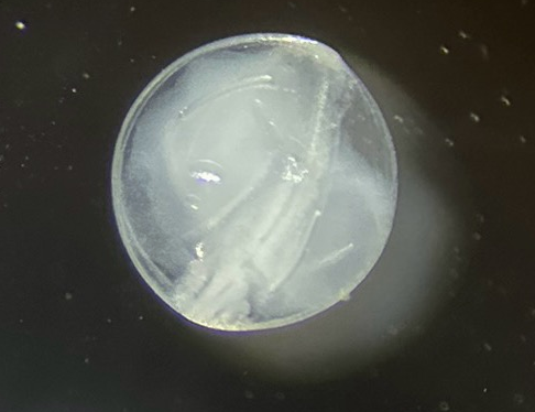 Specimen image