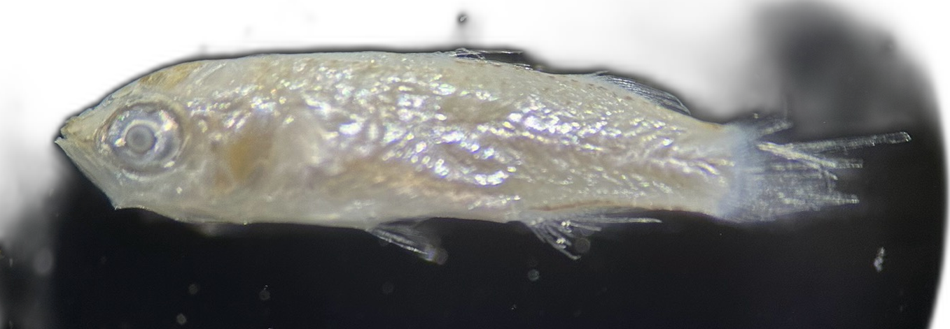 Specimen image