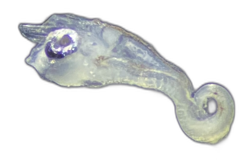 Specimen image