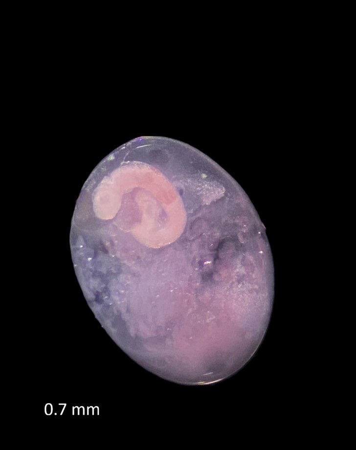 Specimen image