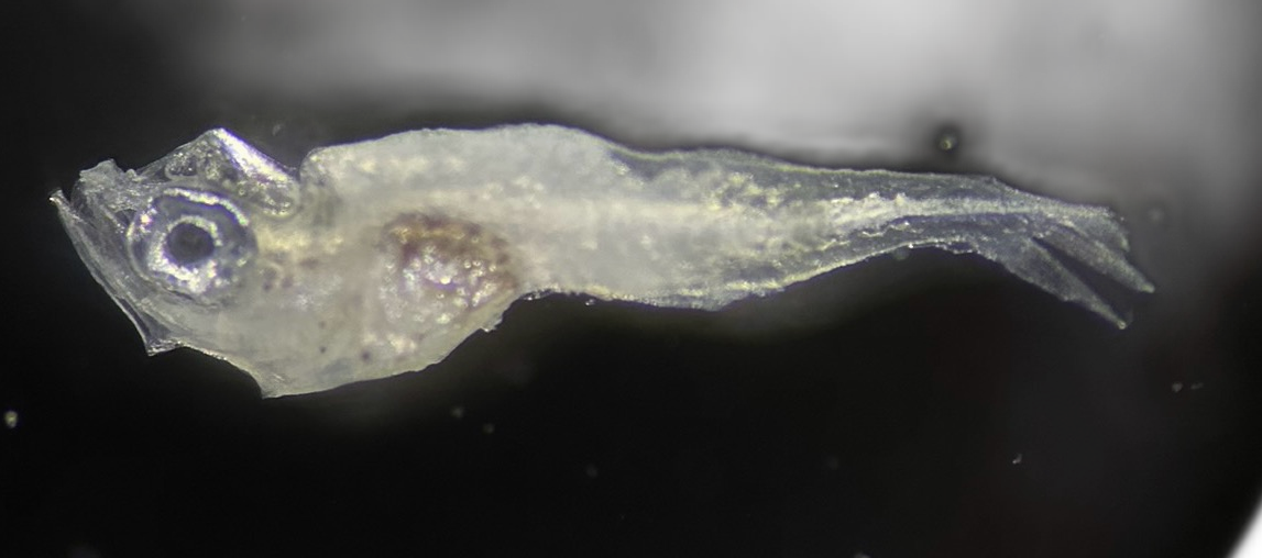 Specimen image