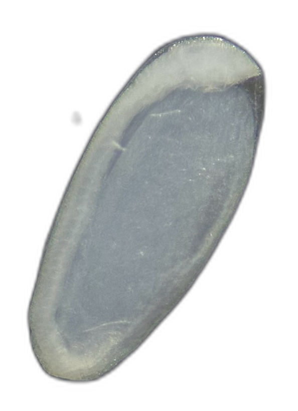 Specimen image