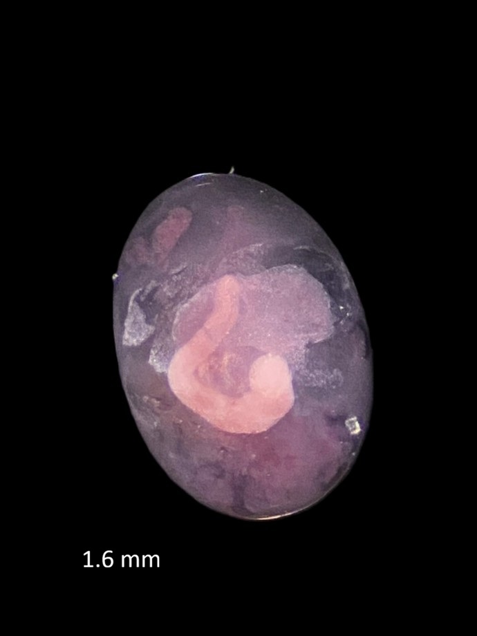 Specimen image