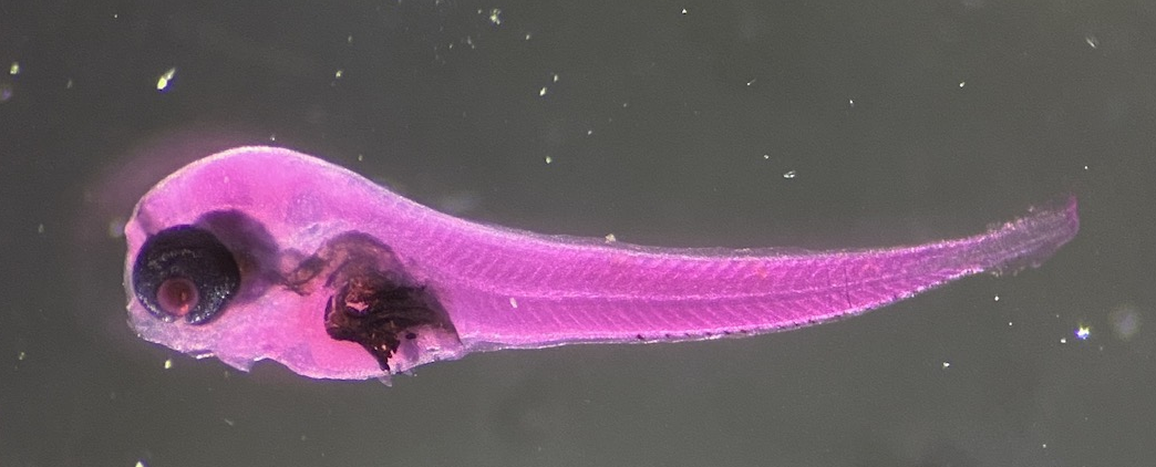 Specimen image