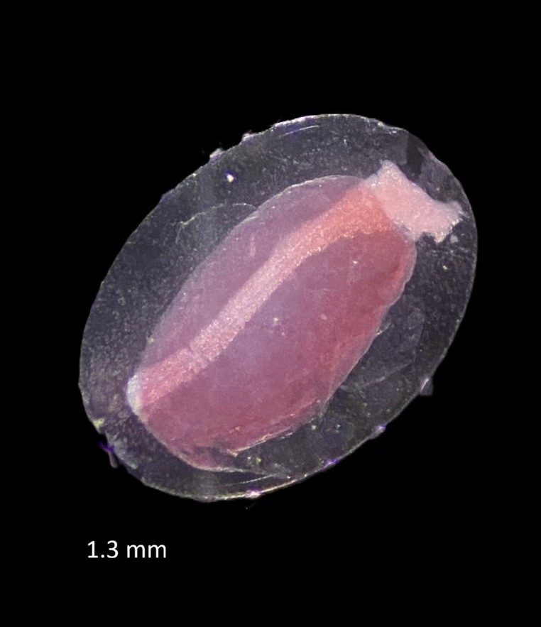 Specimen image