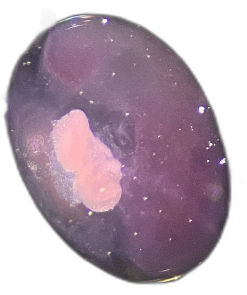 Specimen image