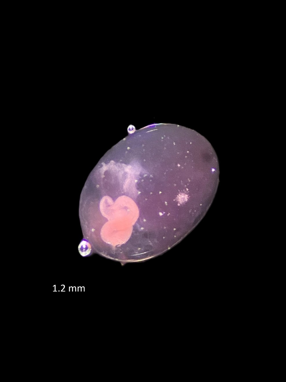 Specimen image