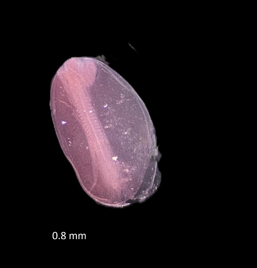 Specimen image