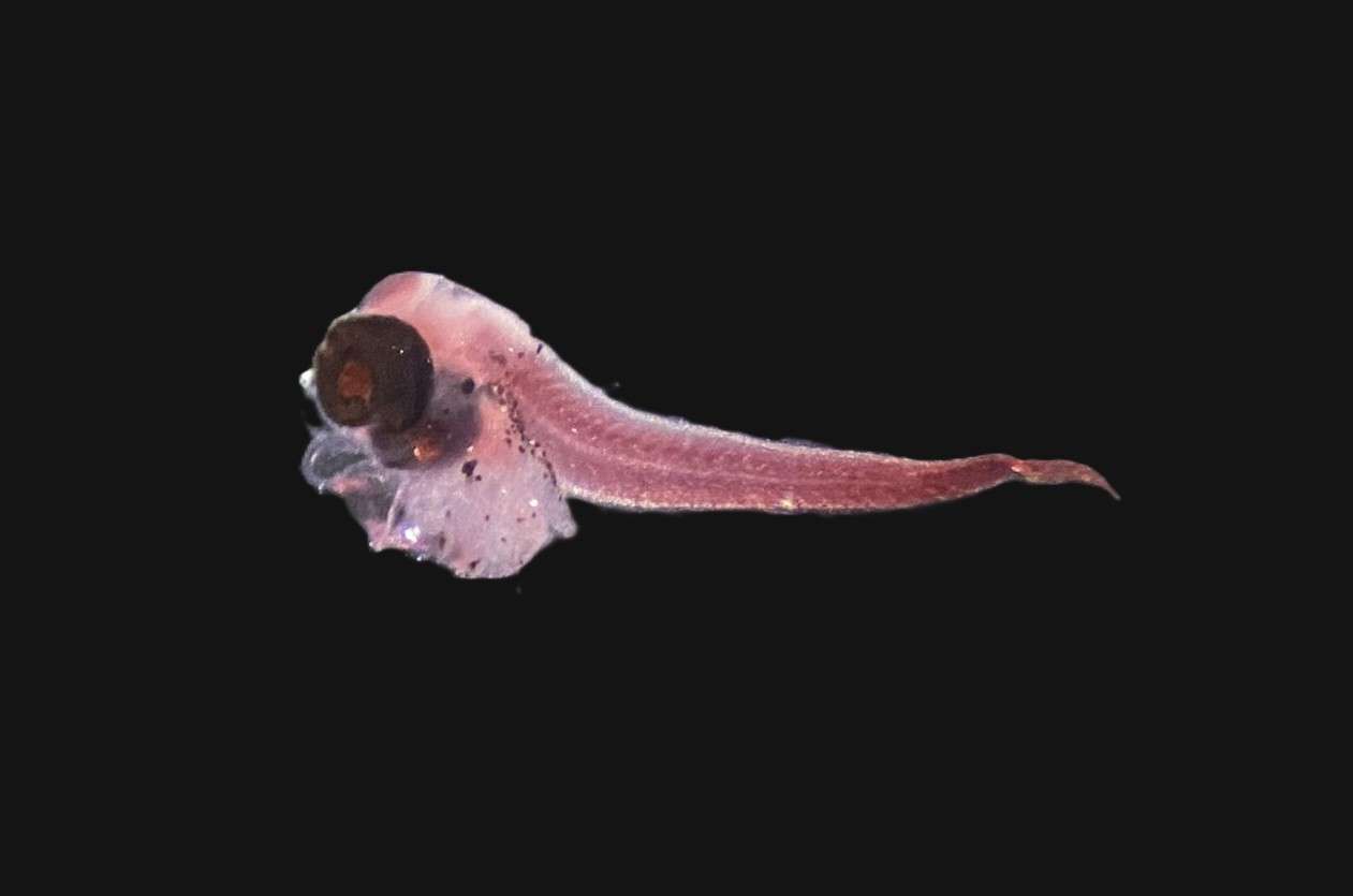 Specimen image