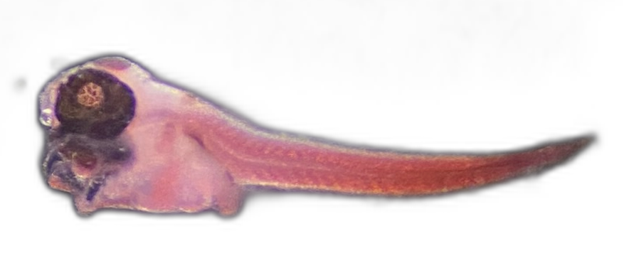 Specimen image