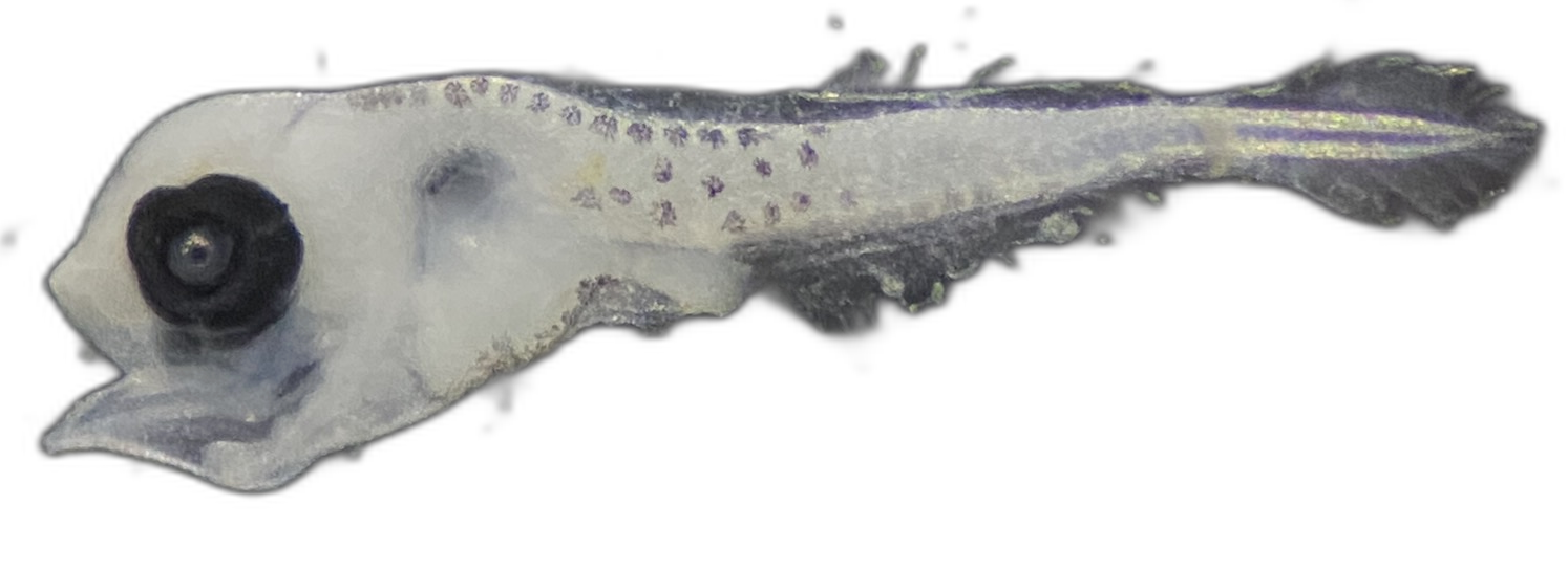 Specimen image