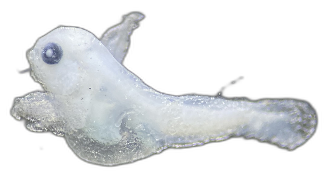 Specimen image