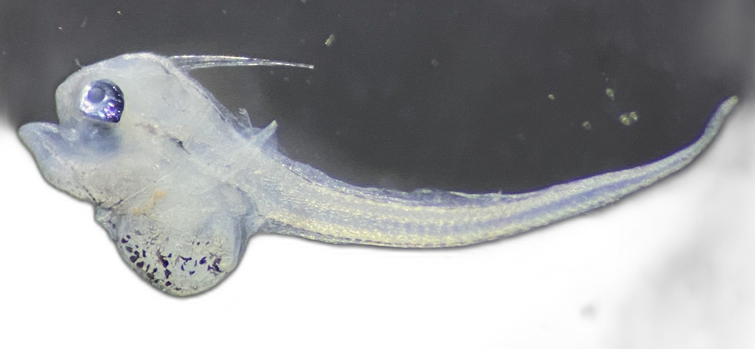 Specimen image