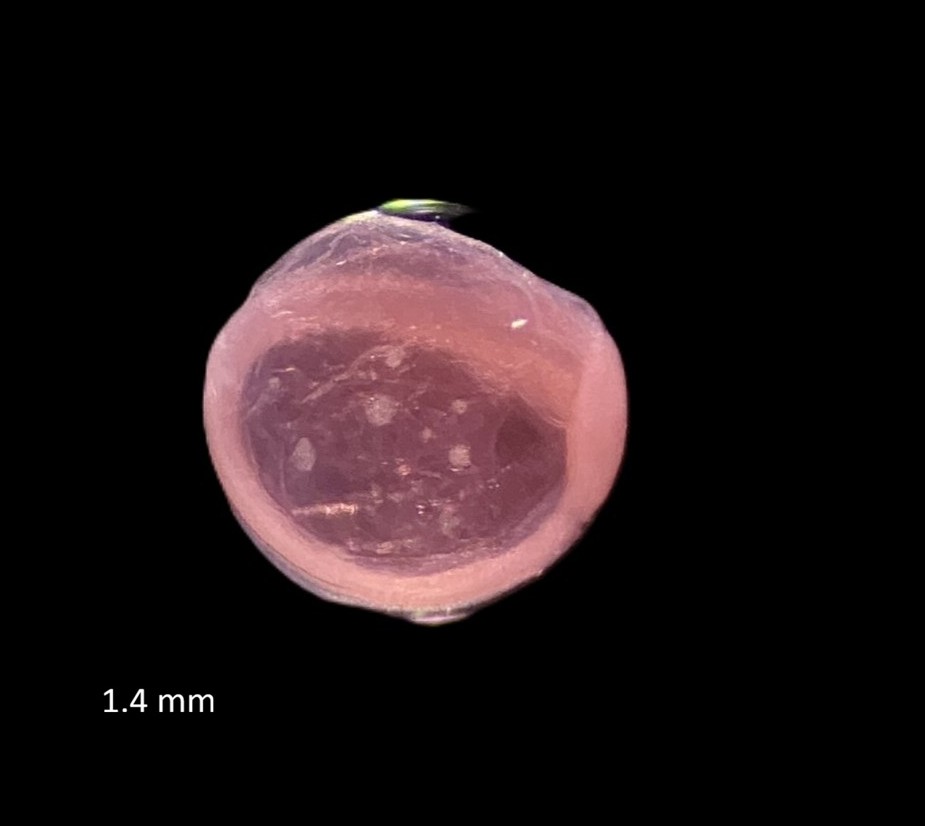 Specimen image