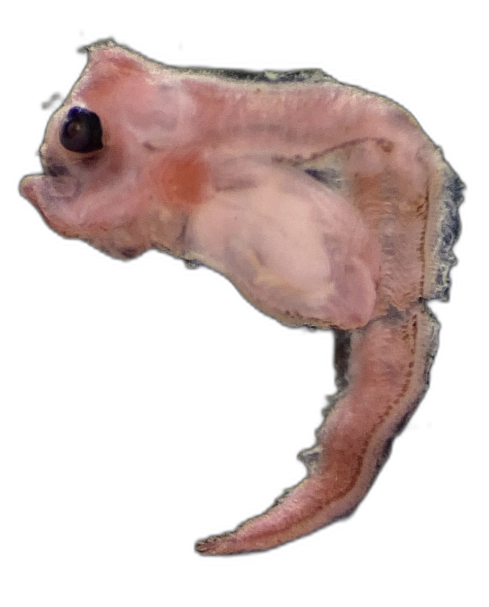 Specimen image
