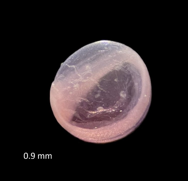 Specimen image