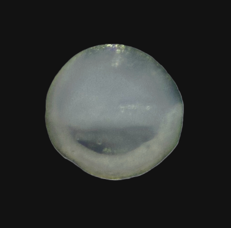 Specimen image