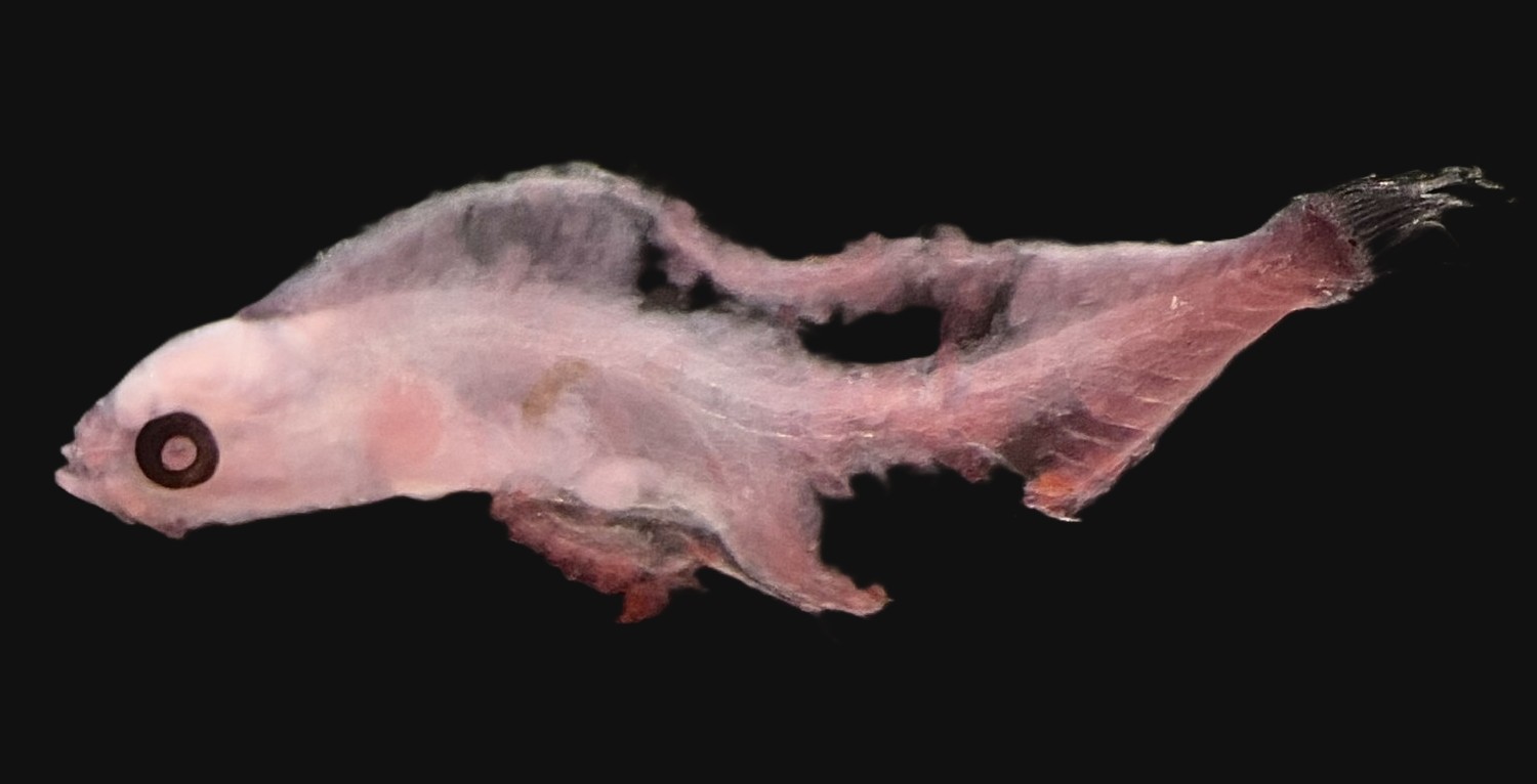 Specimen image