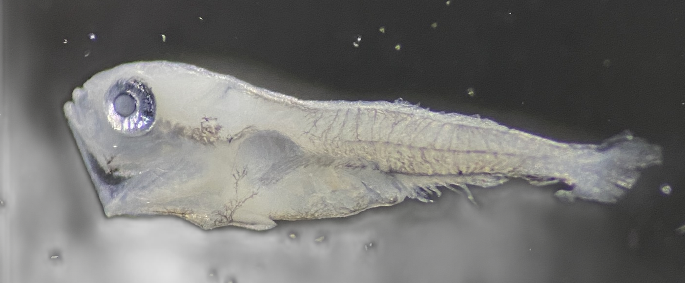 Specimen image