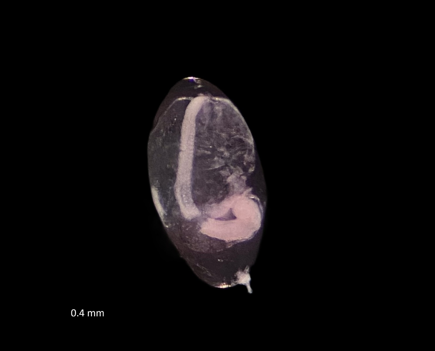 Specimen image