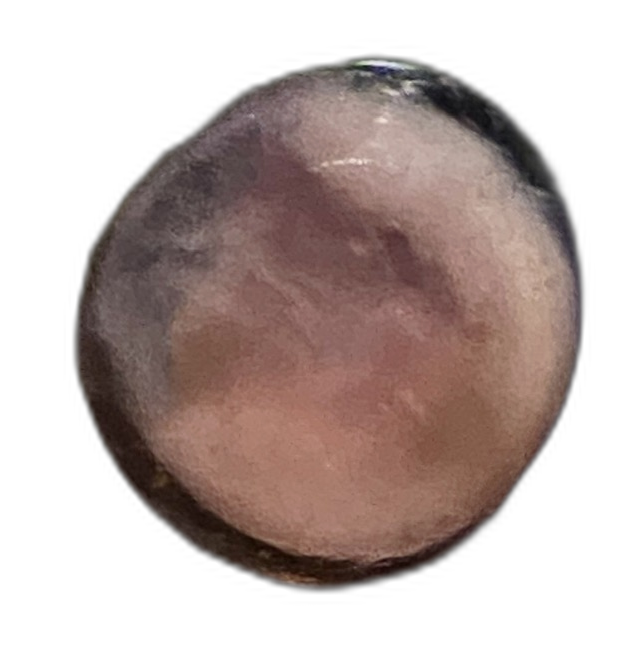 Specimen image