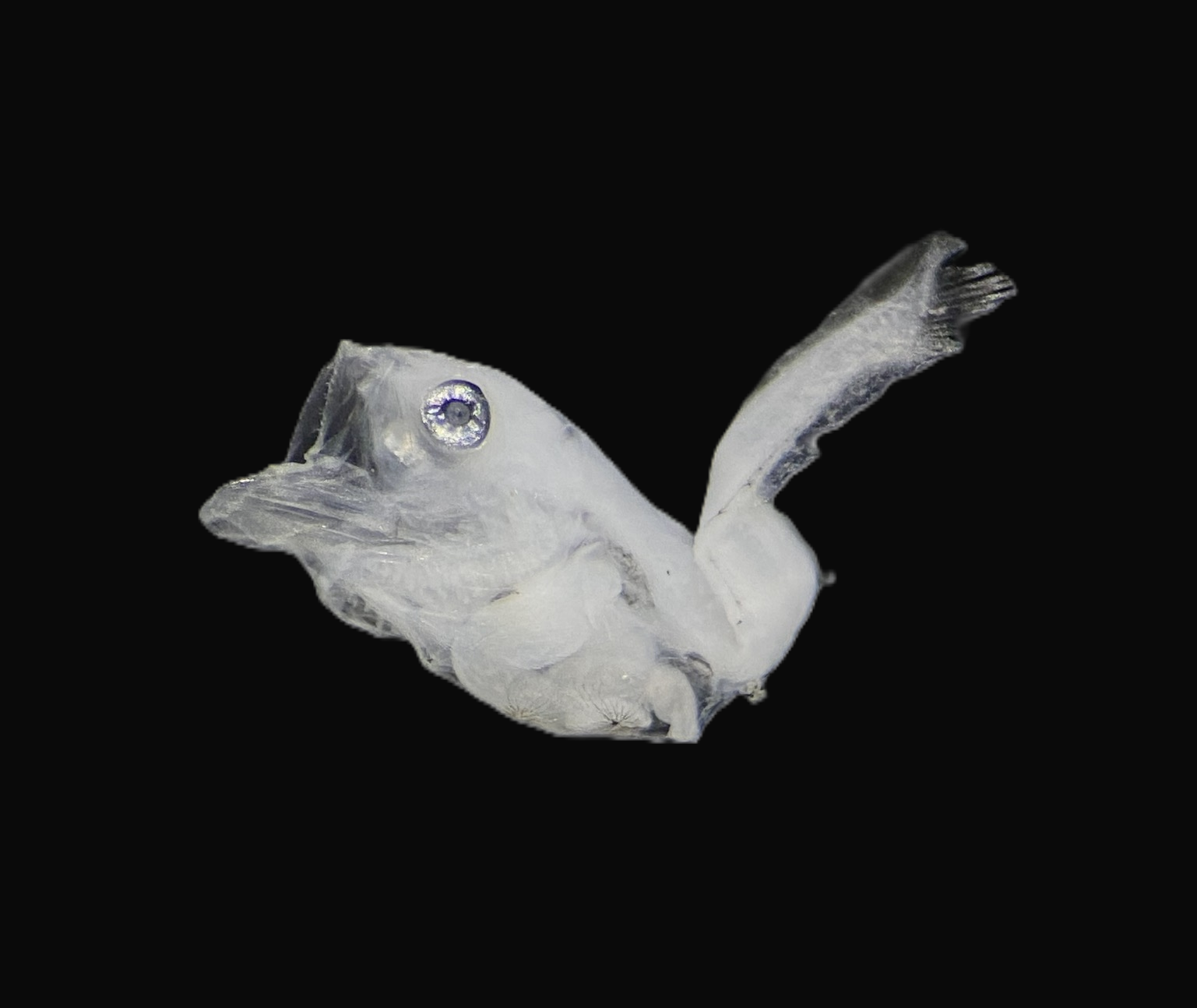 Specimen image